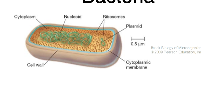 <ul><li><p>No membrane bound organelles</p></li><li><p>Small: 0.5-5um</p></li><li><p>Divided into gram +ve, gram -ve </p></li><li><p>Mostly non-pathogenic but some are</p></li></ul><p></p>