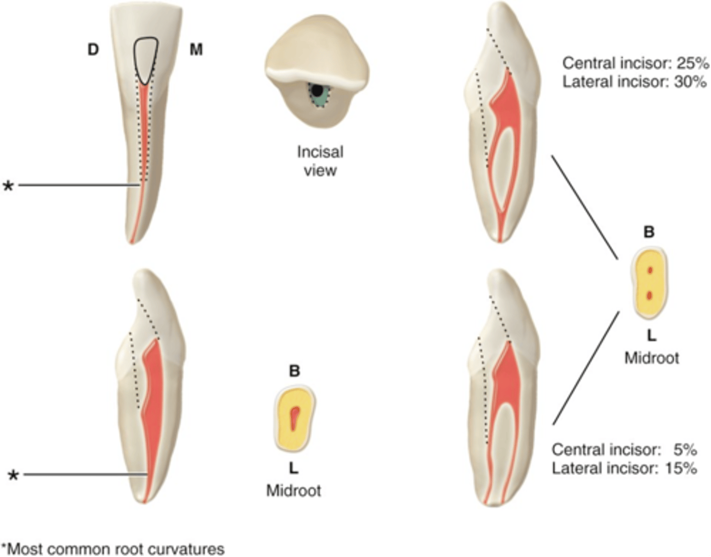 <p>Mandibular incisors access shape</p>