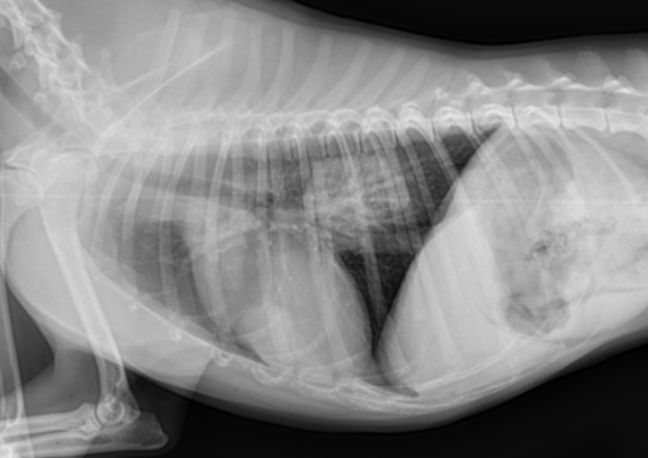 <p>cervical <strong><u>and</u></strong> thoracic radiographs, +/- contrast</p><p>look for perforation</p>