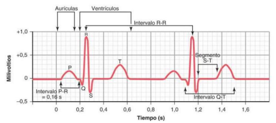 <p>P: contracción aurículas </p><p>QRS: contracción ventrículos </p>