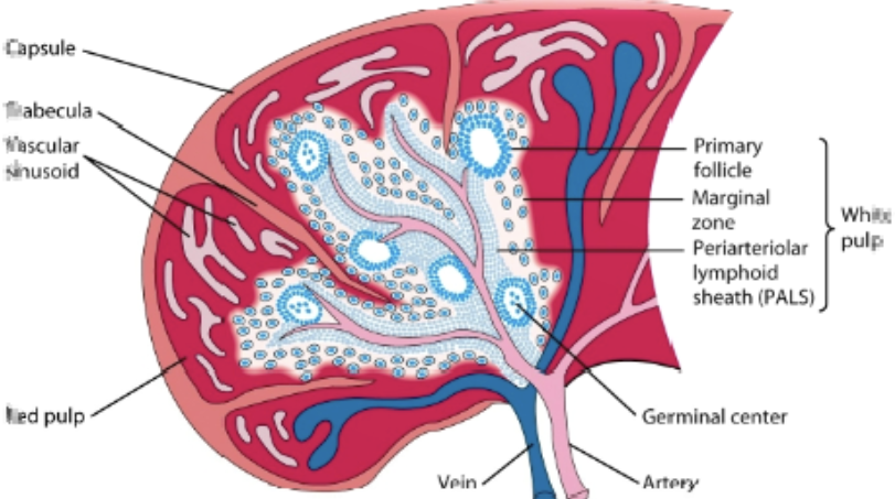 <p>antigen &amp; lymphocytes —&gt; marginal zone —&gt; dendritic cells process antigen —&gt; activation of B cells &amp; T helper cells occurs in PALS —&gt; activated B cells w/ some T helper cells migrate to primary follicle, forming characteristic secondary follicle, which then forms germinal center</p>