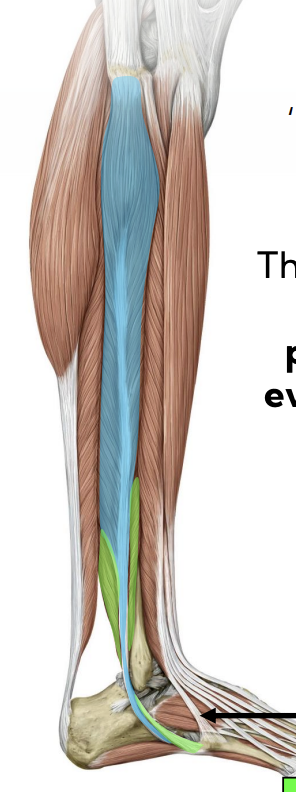 <p>Lateral leg — Fibularis brevis (green)</p>