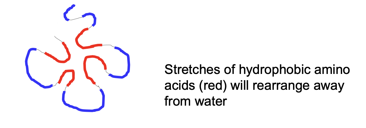 <ul><li><p>Rearrange themselves away from water</p></li><li><p>Hydrophobic amino acids face inside and hydrophilic will face outside</p></li></ul>