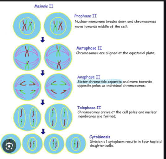 <p>Telophase II</p>