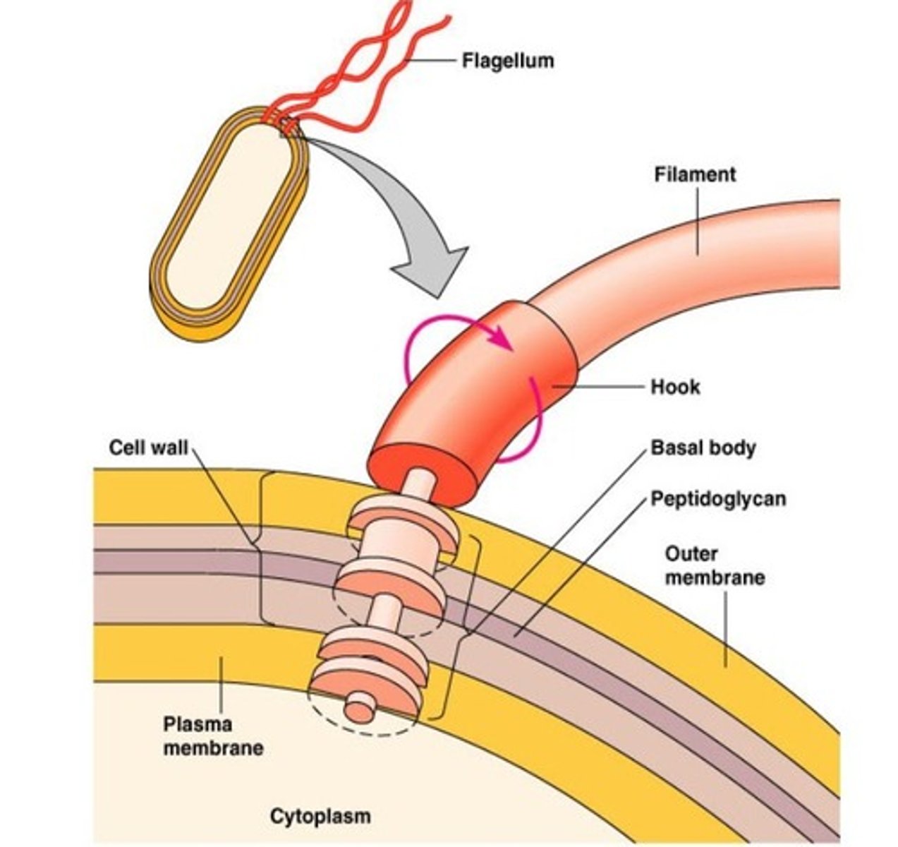<p>outside the cell wall</p><p>- made of protein flagellin</p><p>- arranged in a hollow tube</p><p>- a rotor anchors the flagellum in the cell wall</p><p>- whirls in a circle</p><p>- for motility</p>