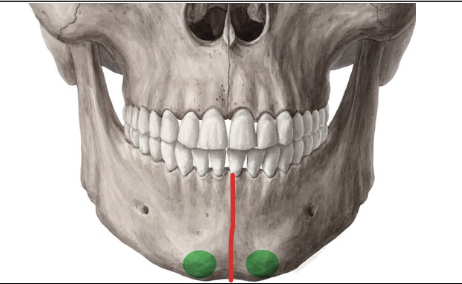 <p>Articula los dos hemimaxilares inferiores</p>