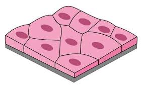<p>Simple Squamous </p>