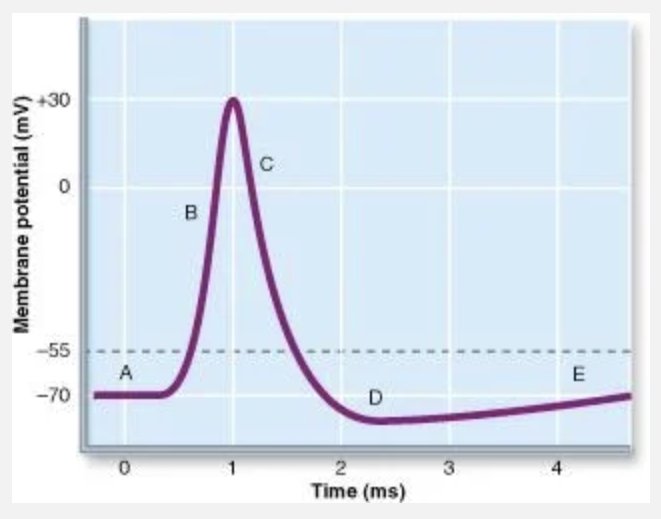 <p>Which letter corresponds to Na+ RAPIDLY coming into the cell?</p>