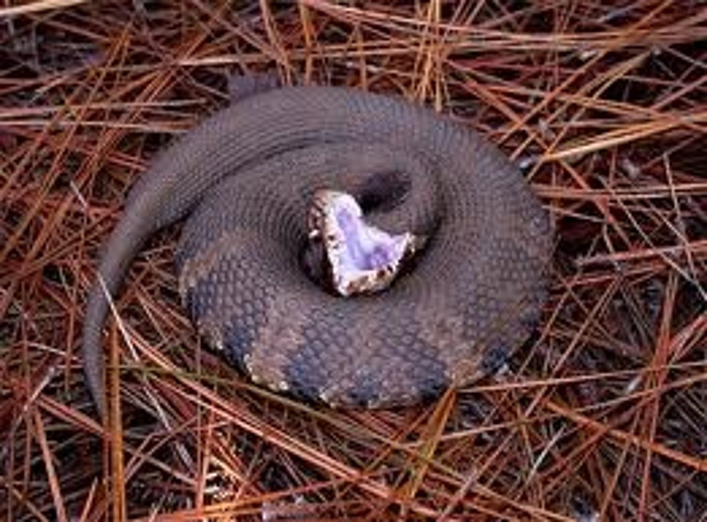 <p>Agkistrodon piscivorus</p><p>Order: Squamata</p><p>Family: Viperidae</p>