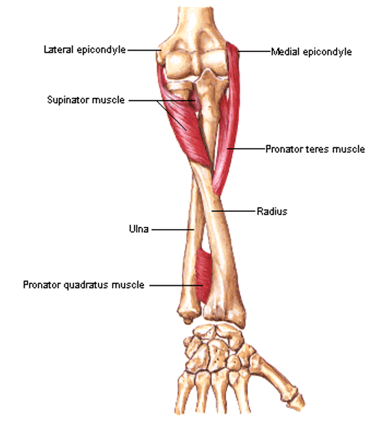 <p><strong>origin:</strong> lateral epicondyle of humerus and crest of ulna</p><p><strong>insertion:</strong> upper 1/3 of radius</p><p><strong>innervation:</strong> radial nerve</p><p><strong>action:</strong> -supinate forearm</p><p>-rotate radius to turn palm anteriorly or superiorly (if elbow is flexed)</p>