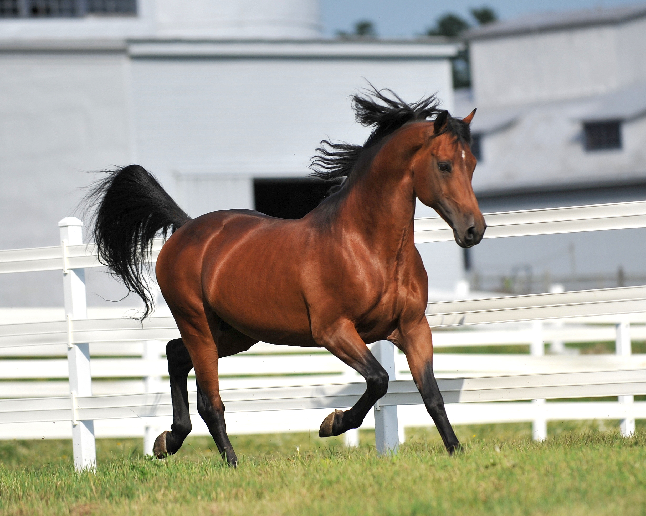 <p><strong>Morgan Horse</strong></p>