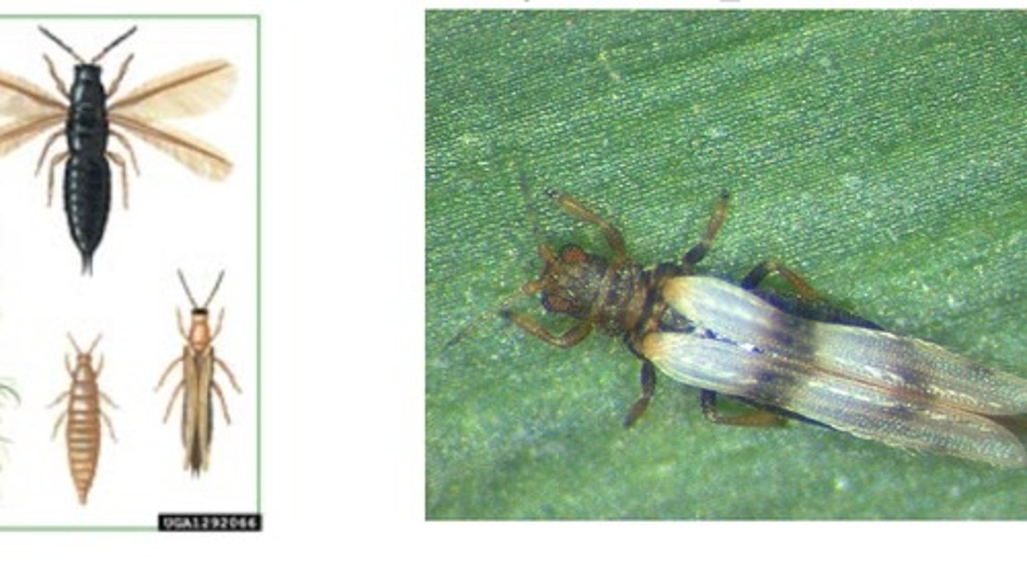 <p>ŘÁD- česky, latinsky</p><p>Podřád-/</p><p>Infrařád-/</p><p>Čeleď-/</p><p>rod-/</p><p>druh-česky</p><p>(2-3 mm, bodavě savé ústa, křídla obrvené pásky, škůdce modřínu, napadá při žíru mladé výhony a terminály modřínových větévek, náchylné mladší okrajové stromy)</p>