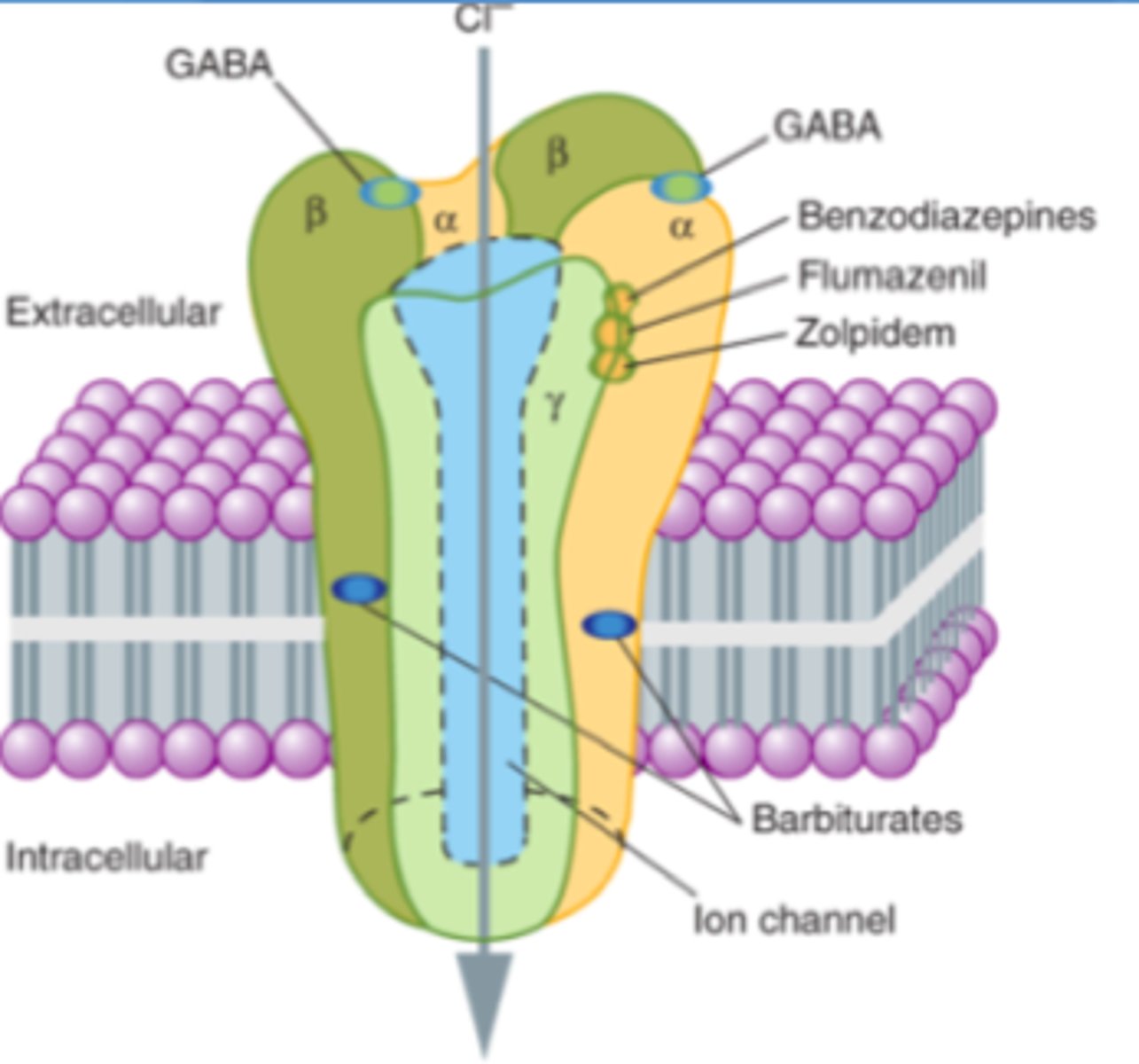 <p>- inhibit excitatory NTs such as glutamate &amp; substance P</p><p>- agonize inhibitory NTs like: GABA</p><p>- stimulate mood via: Serotonin &amp; Dopamine (reward pathway) release</p>