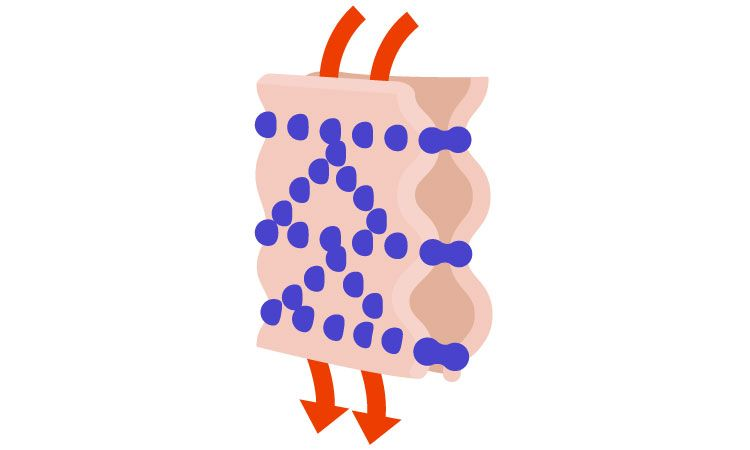 <p>What cell junction is this?</p>