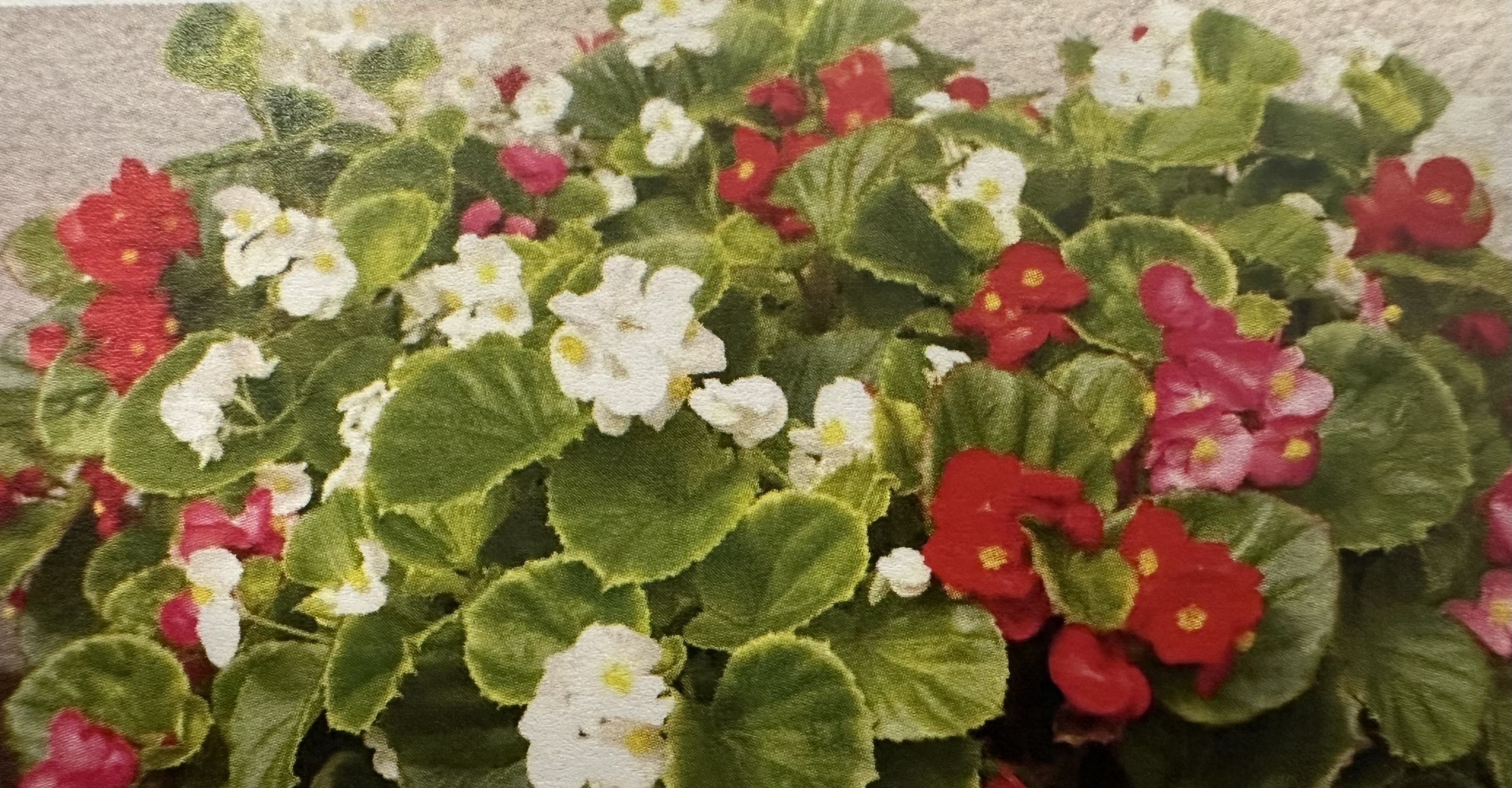 <p>Begonia x semperflorens-cultorum </p>