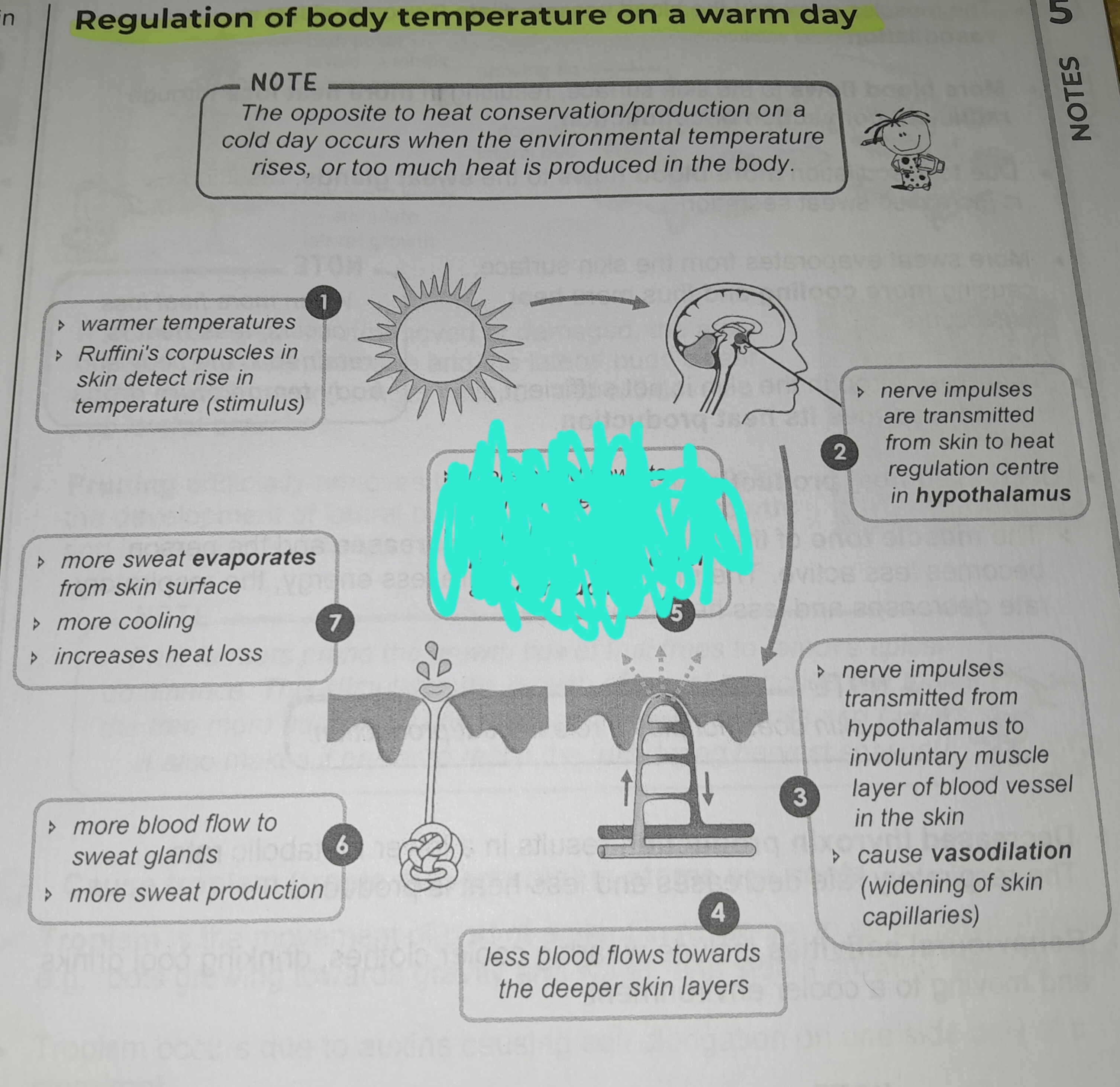 term image