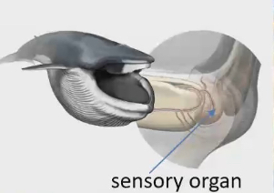 <ul><li><p>Coordinates feeding events</p></li><li><p>Help relay sensory info of hairs back to the brain</p></li><li><p>Involved in coordinating movement of tongue and expansion of throat plates</p></li></ul><p></p>