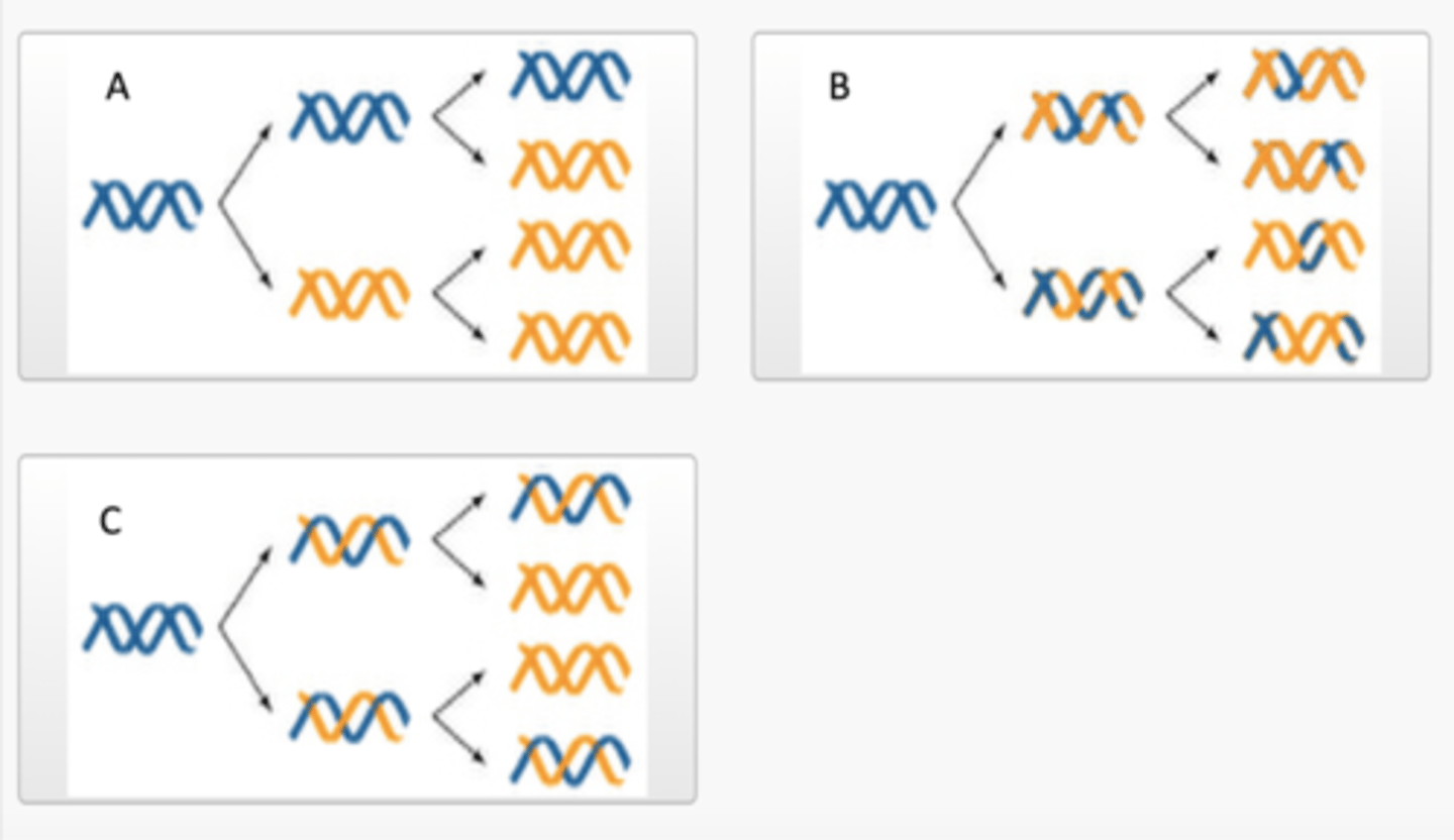 <p>In 1958, Meselson and Stahl conducted an experiment to determine which of the three proposed models of DNA replication was correct. Below are three images labelled A, B and C, each of which illustrate one of the three models of DNA replication. Match the label of each image on the left-hand side with the correct model of DNA replication from the dropdown options provided on the right-hand side.</p>