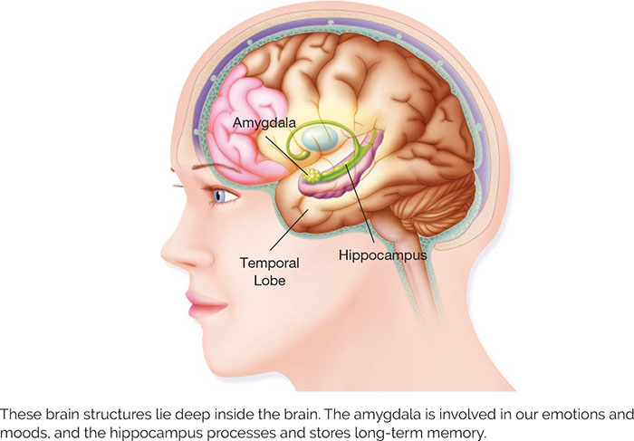 part of the brain involved in our behavioral and emotional responses

* amygdala: emotions & moods
* hippocampus: processes & stores memory