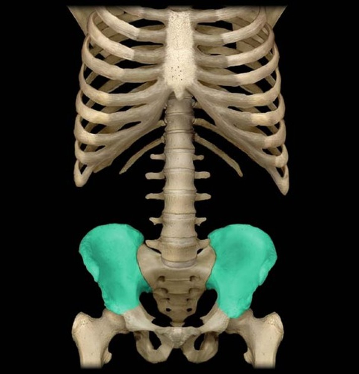 <p>the large broad bone forming the upper part of each half of the pelvis.</p>