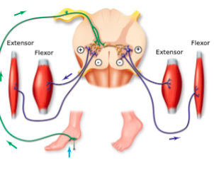 <p>On the opposite limb, the extensor muscles contract and the flexor relax to support weight:</p>