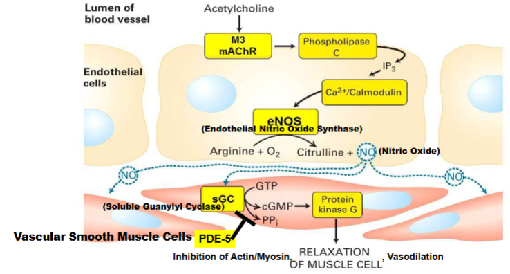 <ul><li><p>endo. cell will be stimulated by aceytl. receptor will activate Galpha Q and activate second messengers</p></li><li><p>NO2 activated by__ but acyetl. activates it</p></li><li><p>NO2 signaling molecule</p></li><li><p>PDE5 (prevents vasodialation from occuring)</p></li></ul><ol><li><p class="my-2 [&amp;+p]:mt-4 [&amp;_strong:has(+br)]:inline-block [&amp;_strong:has(+br)]:pb-2"><span>-ACh binds M3 receptor&nbsp;on endothelial cells.</span></p></li><li><p class="my-2 [&amp;+p]:mt-4 [&amp;_strong:has(+br)]:inline-block [&amp;_strong:has(+br)]:pb-2"><span>Activates PLC&nbsp;→ increases IP₃ → raises intracellular Ca²⁺.</span></p></li><li><p class="my-2 [&amp;+p]:mt-4 [&amp;_strong:has(+br)]:inline-block [&amp;_strong:has(+br)]:pb-2"><span>Ca²⁺/calmodulin&nbsp;activates&nbsp;endothelial nitric oxide synthase(eNOS)&nbsp;→ produces&nbsp;NO&nbsp;from arginine.</span></p></li><li><p class="my-2 [&amp;+p]:mt-4 [&amp;_strong:has(+br)]:inline-block [&amp;_strong:has(+br)]:pb-2"><span>NO diffuses to smooth muscle&nbsp;→ activates&nbsp;soluble guanylyl cyclase (sGC)&nbsp;→ converts GTP to&nbsp;cGMP.</span></p></li><li><p class="my-2 [&amp;+p]:mt-4 [&amp;_strong:has(+br)]:inline-block [&amp;_strong:has(+br)]:pb-2"><span>cGMP activates PKG&nbsp;→ lowers Ca²⁺, inhibits actin/myosin →&nbsp;smooth muscle relaxation/vasodilation.</span></p></li><li><p class="my-2 [&amp;+p]:mt-4 [&amp;_strong:has(+br)]:inline-block [&amp;_strong:has(+br)]:pb-2"><span>Phosphodiesterase 5(PDE-5) degrades cGMP; inhibition of PDE-5 prolongs vasodilation.</span></p></li></ol><p></p>