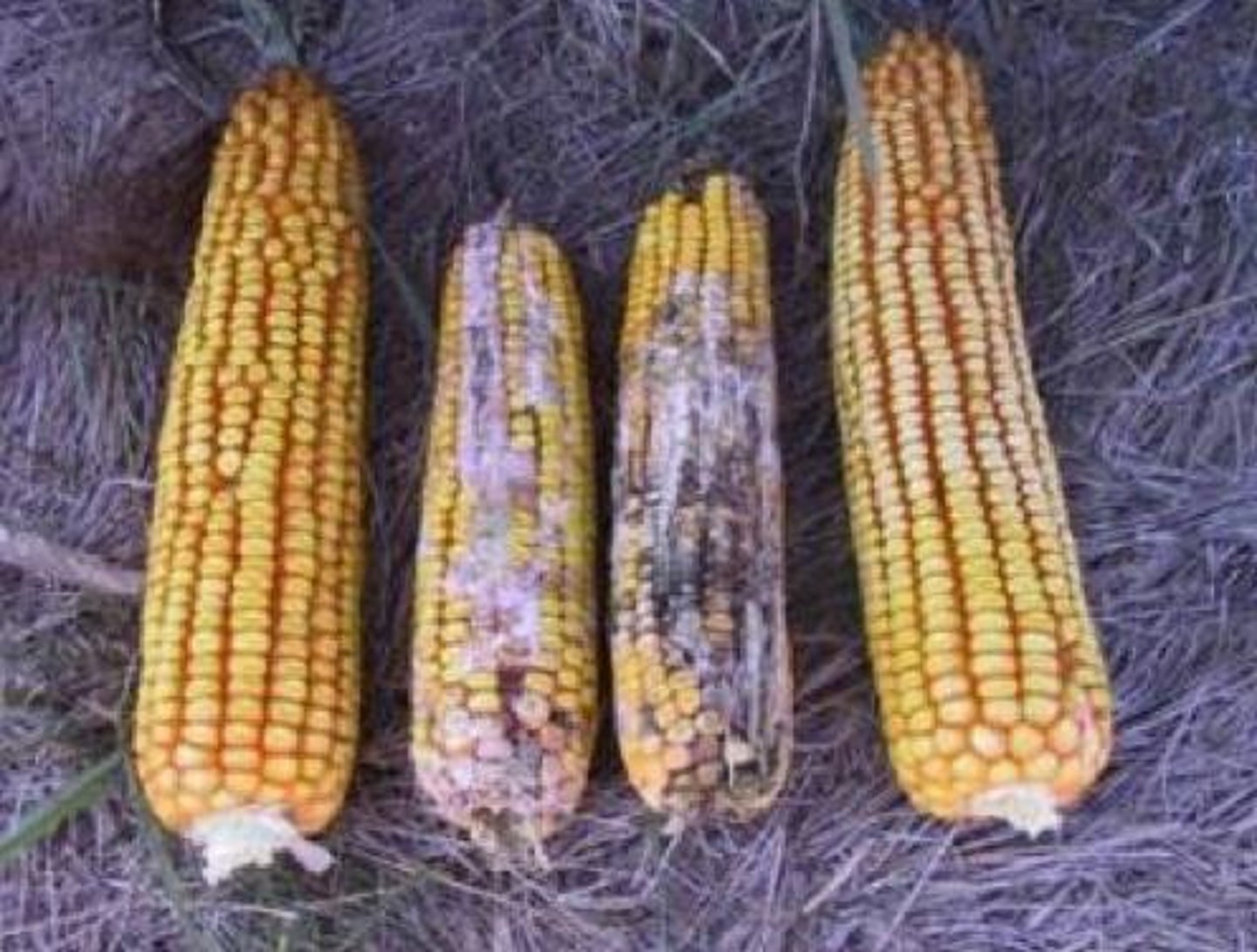 <p>Corn infected with Fusarium moniliforme or Fusarium proliferatum</p>