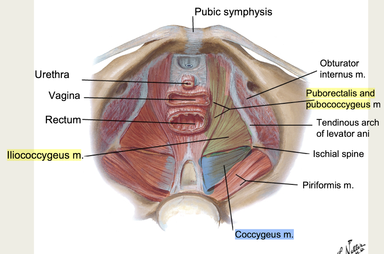 <p><span>funnel shaped, separates pelvic cavity from perineum</span></p><p><span><strong>supports pelvic viscera</strong>, <strong>resists increases in intra-abdominal pressure*</strong></span></p><p><span><em>Levator ani mm (Puborectalis, Pubococcygeus, Iliococcygeus) + Coccygeus m</em></span></p>