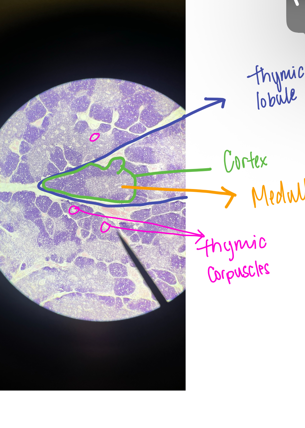 knowt flashcard image