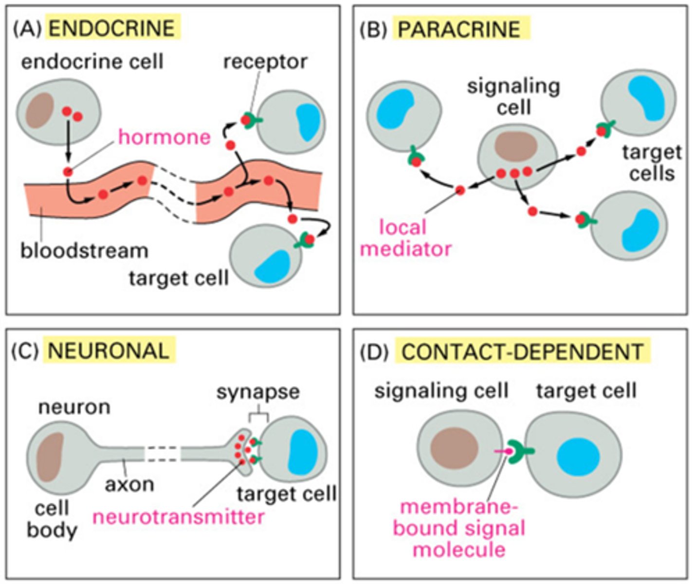 <p>Communication between cells</p><p>* Can be hormones (distant cells) or neurones (adjacent cells)</p>