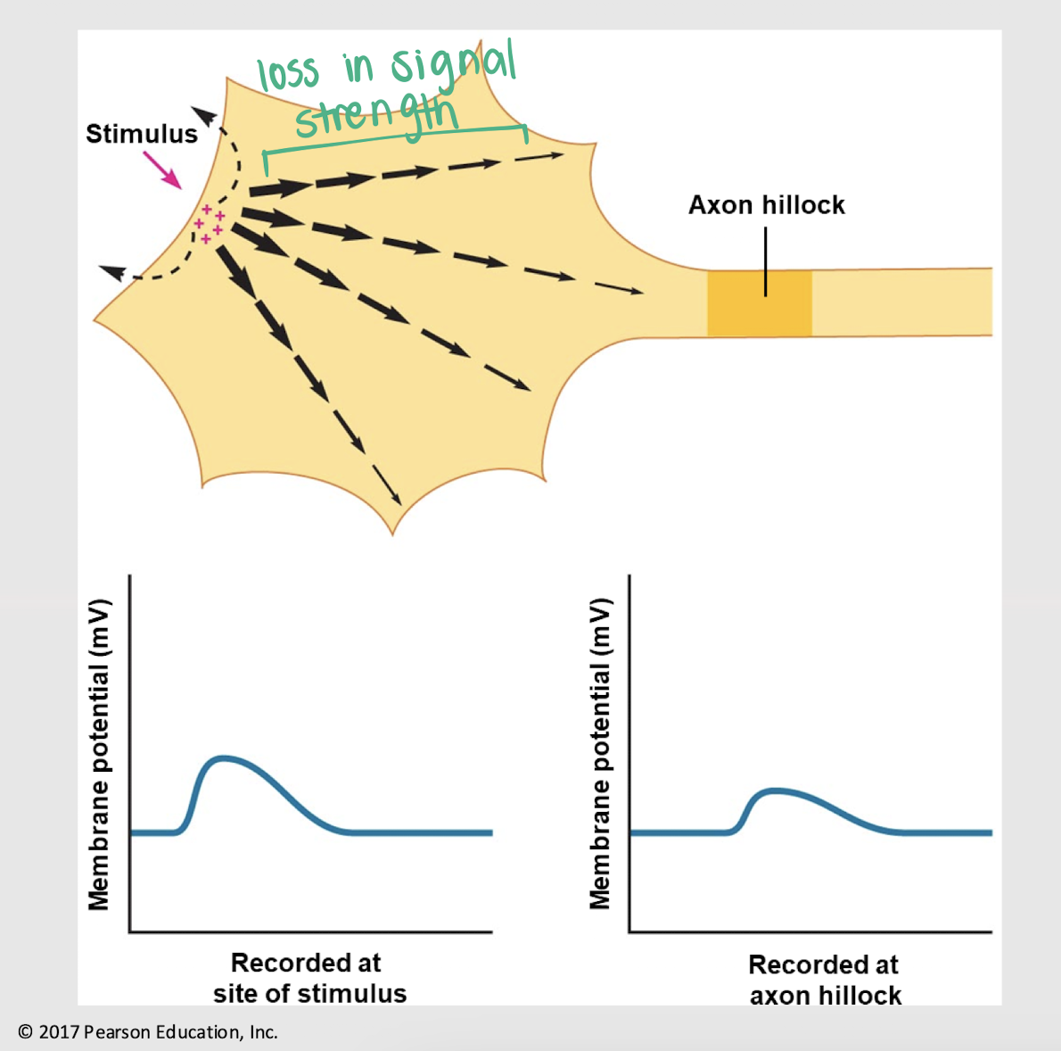 <p>decreases</p>