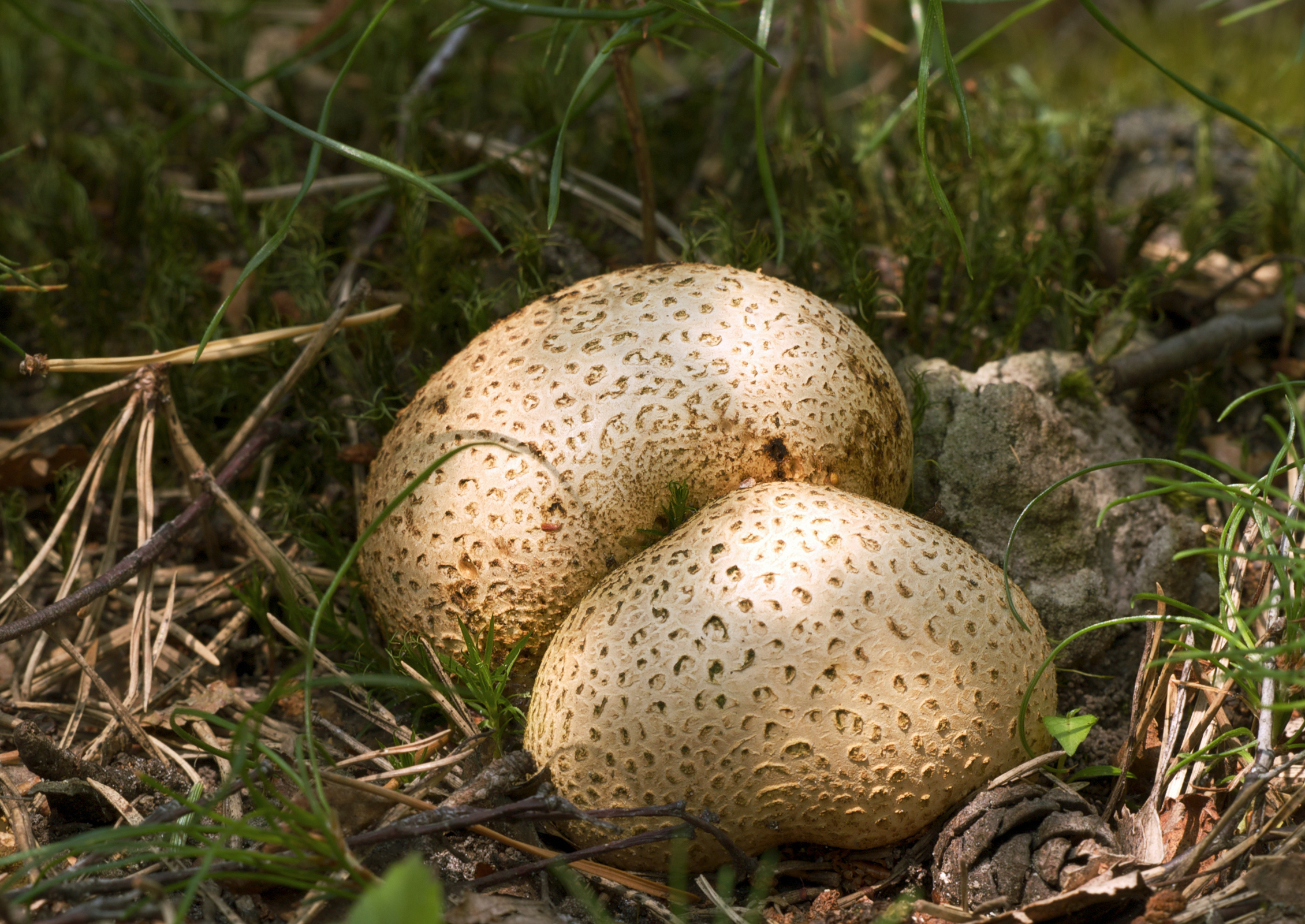 <p>What fungus is this? (Common name)</p>