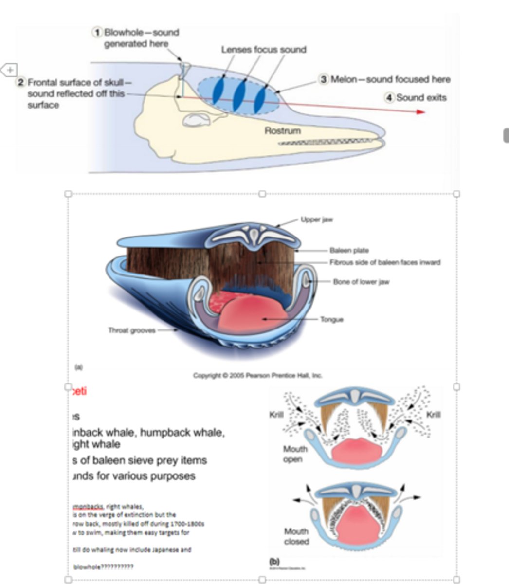 <p>- Suborder Odonticeti (Toothed Whales):</p><p>- Includes dolphisn, porposies, killer whales, and sperm whales</p><p>- The only marine mammals that use echolocation to determine distance, shape, size, and direction of objects</p><p>- Echolocation is helpful when vision is limited by ocean conditions</p><p>- Echolocation is performed by emiting sounds from the blowhole, which pass through an organ on the skull called the melon that focuses the sound</p><p>- Killer whales live in matriarchal societies and are capable of teaching each other different hunting strategies</p><p>- Suborder Mysticeti (Baleen Whales)</p><p>- Includes Blue whales, finabck whales, humpback whales, gray whales, and right whales</p><p>- Have fiborous plates of baleen that sieve prey items -- whales open mouth to get a gulp of water, then close their mouths and the water out of their mouths using their tongues, trapping prey items against the baleen</p><p>- Make vocalized sounds fo rvarious purposes</p><p>- Have 2 blow holes</p>