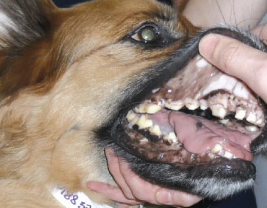 <p>-splenic rupture (hemoabdomen)</p><p>-collapse or sudden death</p><p>-cardiac tamponade</p><p>-abdominal distension (fluid wave)</p><p>-hypovolemic shock signs (pale mm, prolonged CRT, dyspnea)</p><p>-DIC</p>