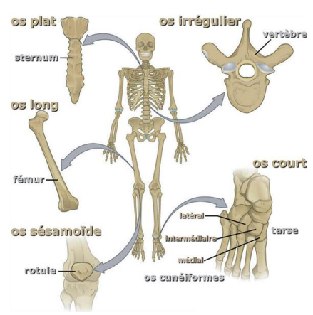 <p>os longs : un des axes très long (extrémités apellées épiphyses) leviers mouvement</p><p>os courts : trois axes env équivalents, relient diff parties squelette</p><p>os plats : deux axes env équivalents, protection</p><p>os sésamoïdes : os tout petits servant de point d'appui aux tendons</p><p>os irréguliers : forme atypique, protection et structure</p>