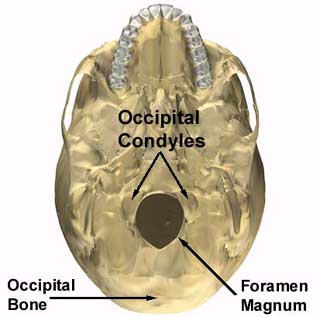 in occipital bone