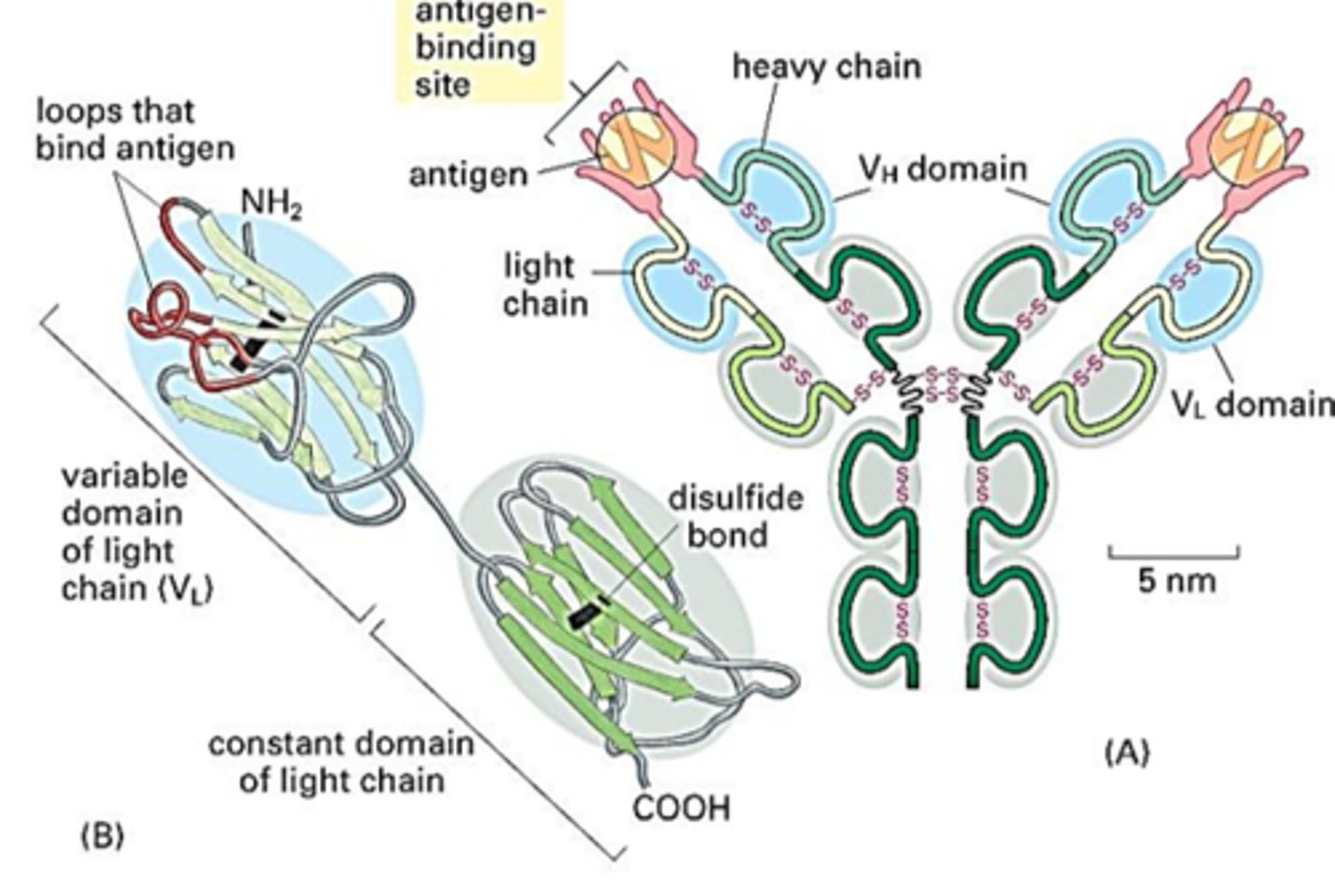 <p><strong>RAG Proteins (RAG-1 and RAG-2):</strong> Two specific proteins, known as RAG-1 and RAG-2 (Recombination-activating genes), are important for this recombination process. They help cut and join the DNA segments (V, D, and J segments) in the genes that encode B cell receptors (antibodies) and T cell receptors.</p>