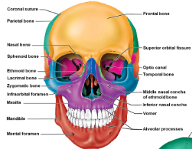 <p>Maxilae (pair), palatine bones (pair), lacrimal bones (pair), zygomatic bones (pair), ansal bones(pair), vomer bone, inferior nasal concahe (pair), mandible.</p>