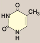 <p>Name this base.</p>