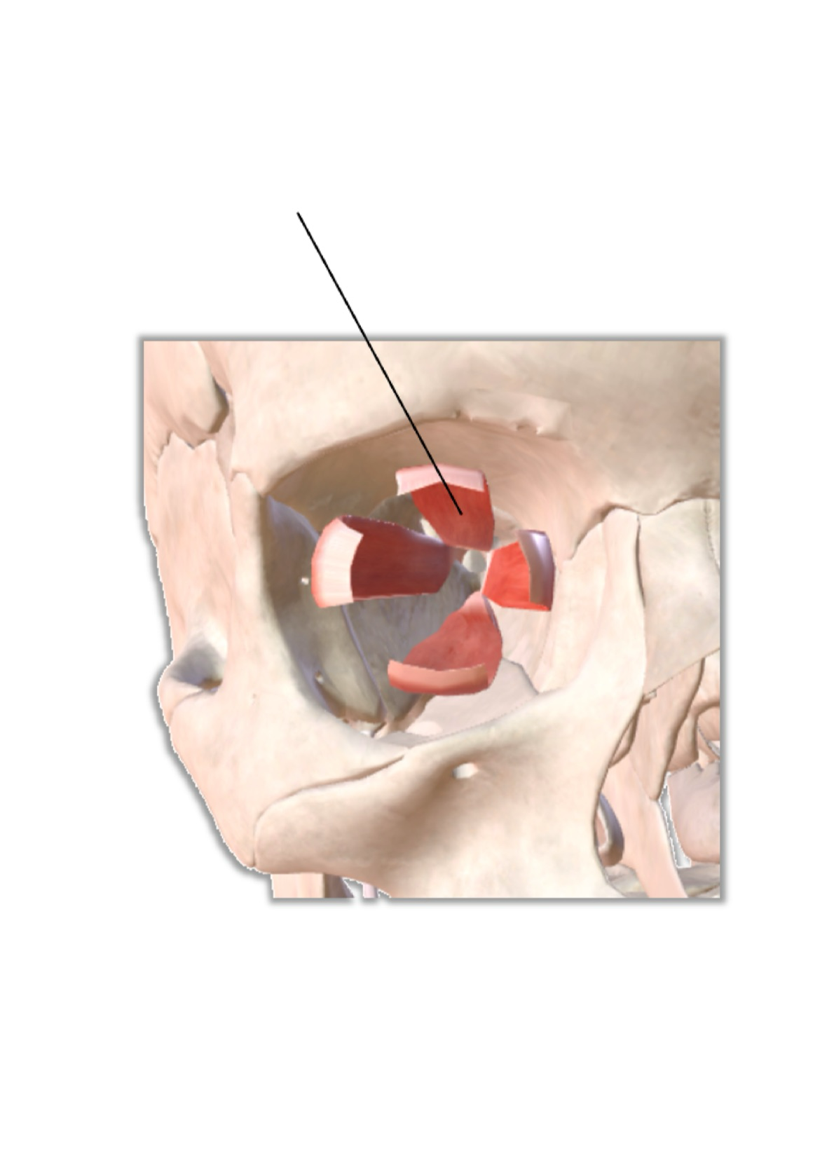 <p><strong><em><u>Superior Rectus</u></em></strong></p><ul><li><p><strong>Elevates</strong> the gaze</p></li></ul><p></p>