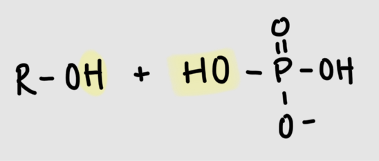 <p>phosphate + hydroxyl group</p>