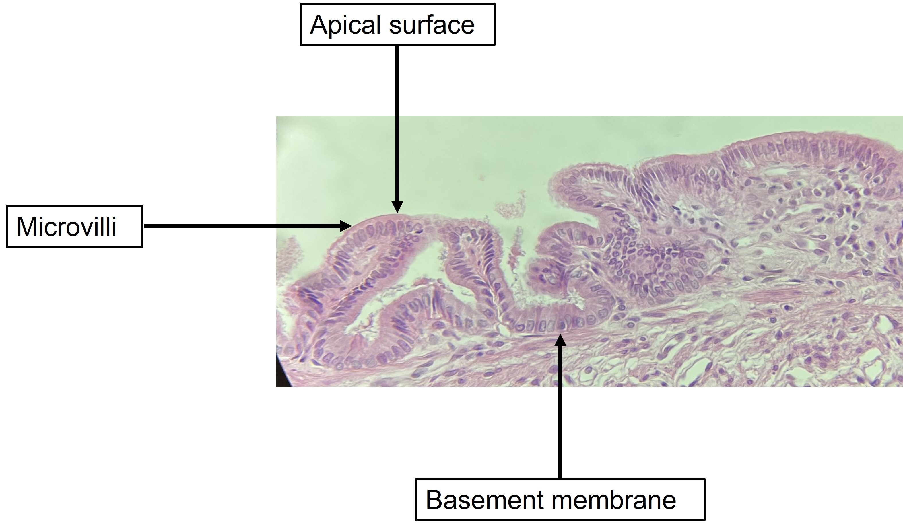 <p>What cells are shown </p>
