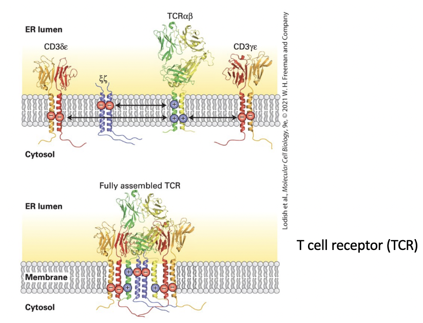 <p>composed of 4 separate dimers: </p><ul><li><p>αβ pair directly responsible for antigen recognition</p></li><li><p>CD3 complex accessory subunits – <strong>γ, δ, ε, </strong>and<strong> ζ subunits</strong></p></li><li><p>Electrostatic attraction of positive and negative charges on each transmembrane domain forms the complete complex.</p></li></ul><p></p>