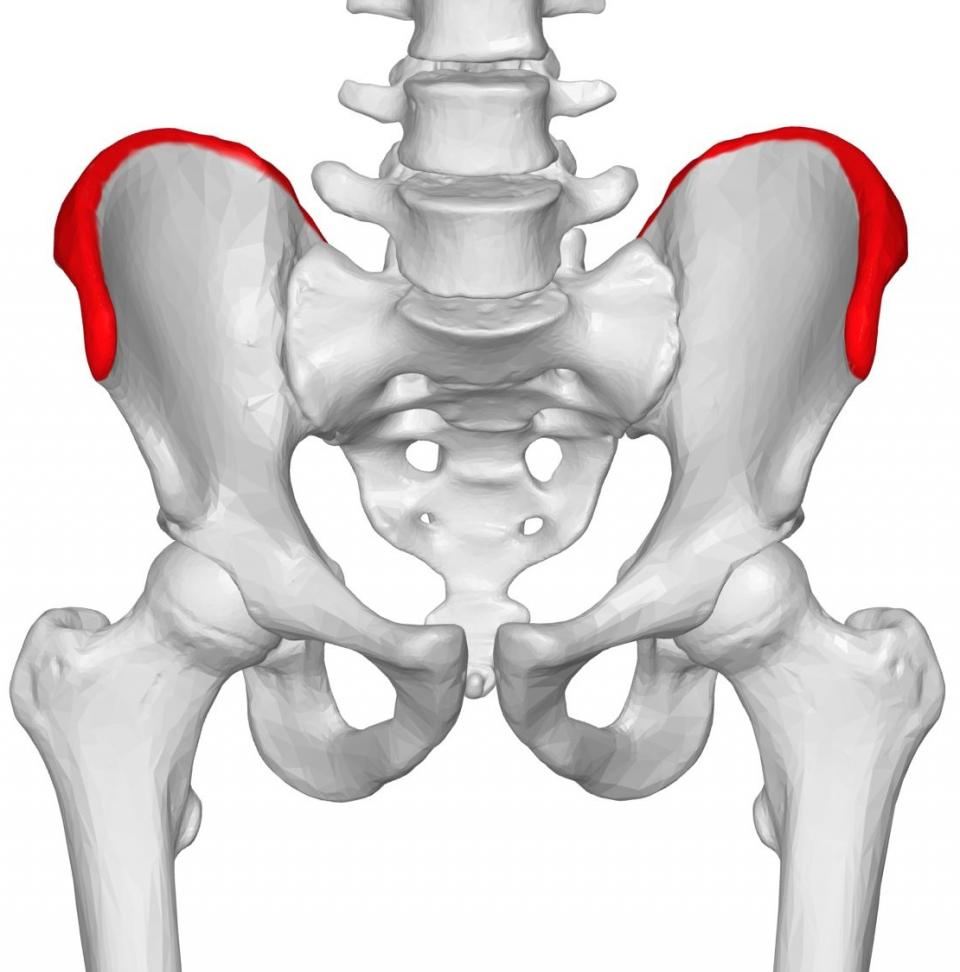 <p>Larger elevated ridge of bone</p><p>ex: Iliac crest</p>