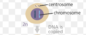 <p>interphase</p>
