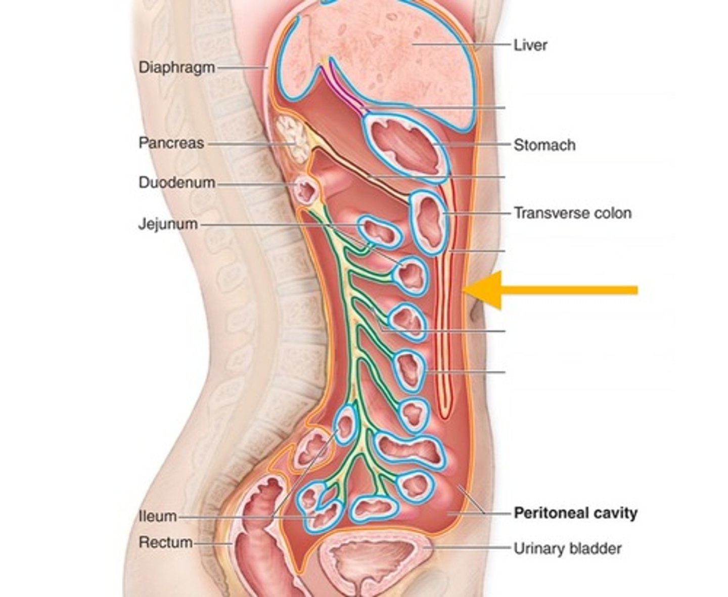 <p>the abdominopelvic cavity is lined by a serous membrane known as the</p>