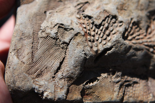 Are the preserved remains of organisms which have been buried in sediment and imprinted into casts or molds.