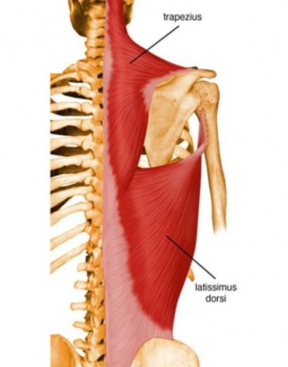 muscular anatomy: latissimus dorsi 