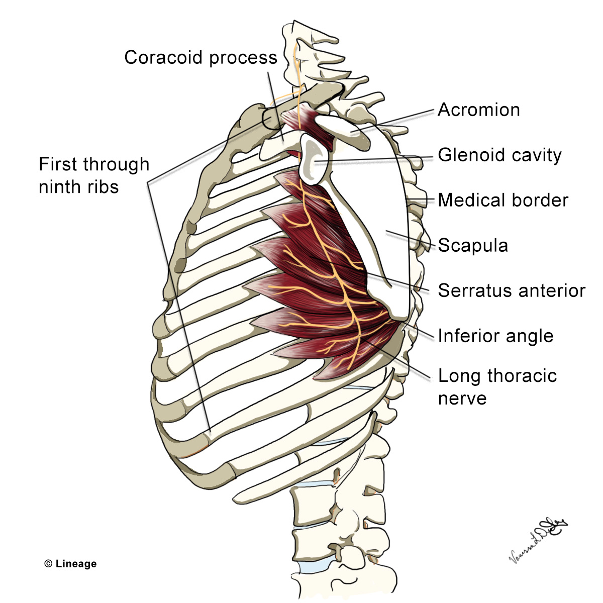 <p>Long thoracic nerve is a direct branch of the roots of the brachial plexus.</p><p><strong><mark data-color="red" style="background-color: red; color: inherit">A. Yes</mark></strong></p><ul><li><p>long thoracic nerve arises directly from the <strong>C5, C6, and C7 roots</strong> of the brachial plexus.</p></li></ul><p>B. No</p><p></p><p><strong>dorsal scapular nerve</strong> arises from the <strong>C5 root</strong> of the brachial plexus. It innervates the <strong>rhomboid major, rhomboid minor, and levator scapulae muscles</strong></p>