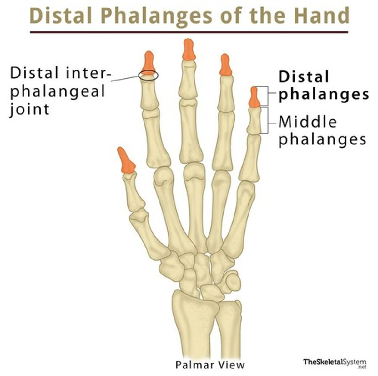 <p>Away from or farther from a reference point. Applied to limbs where it means same as inferior (except for feet)</p>
